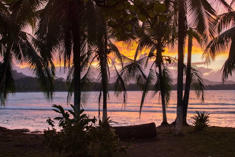 Palm trees silhouetted against a colorful sunset over the ocean.