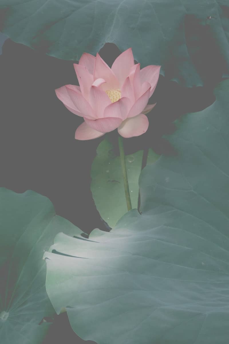 A pink lotus flower blooms among large leaves.