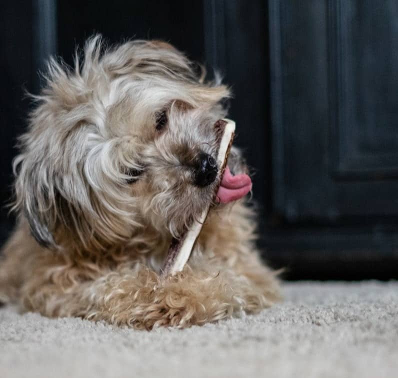 brown and white long coated small dog