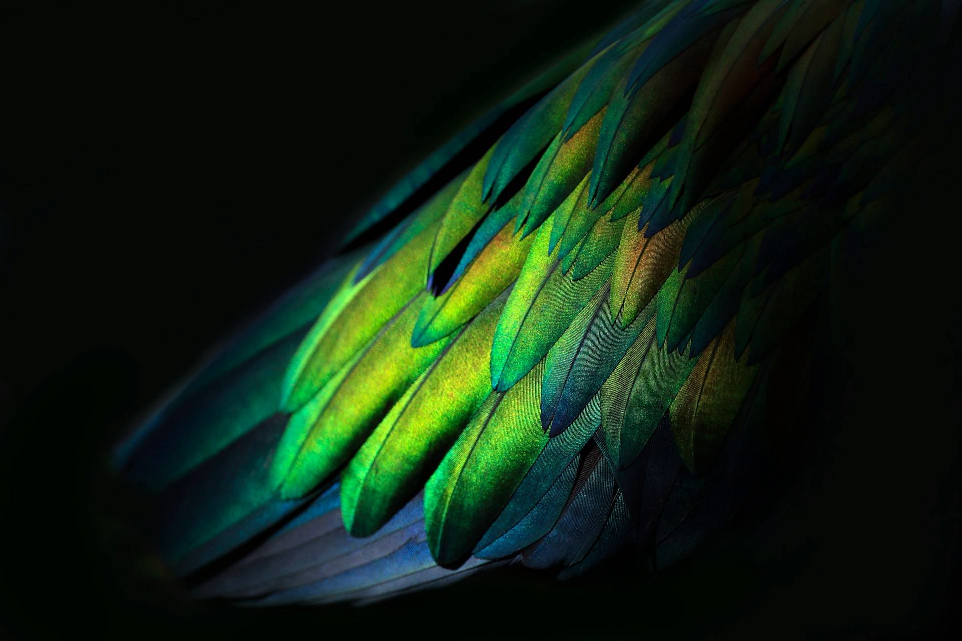 peacock feathers on a dark background