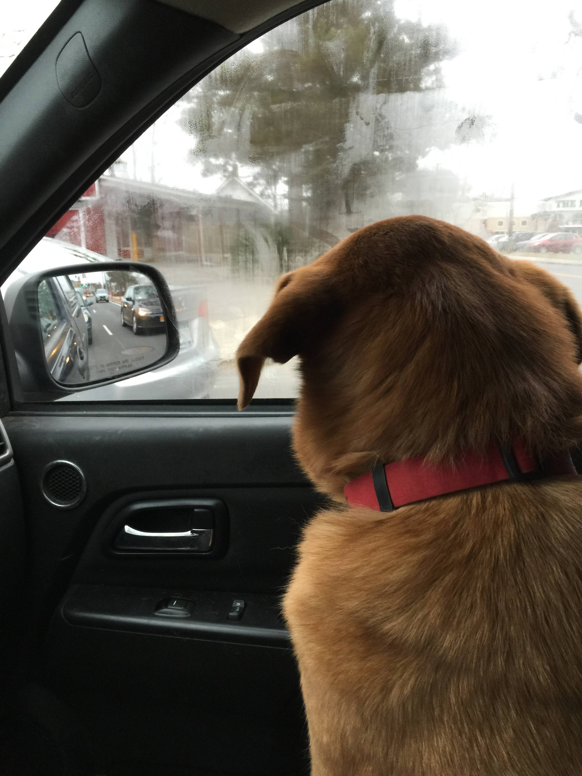 Monty looks out the window on the drive!