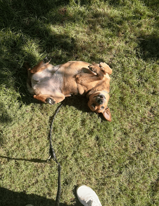 Stop Drop and Roll