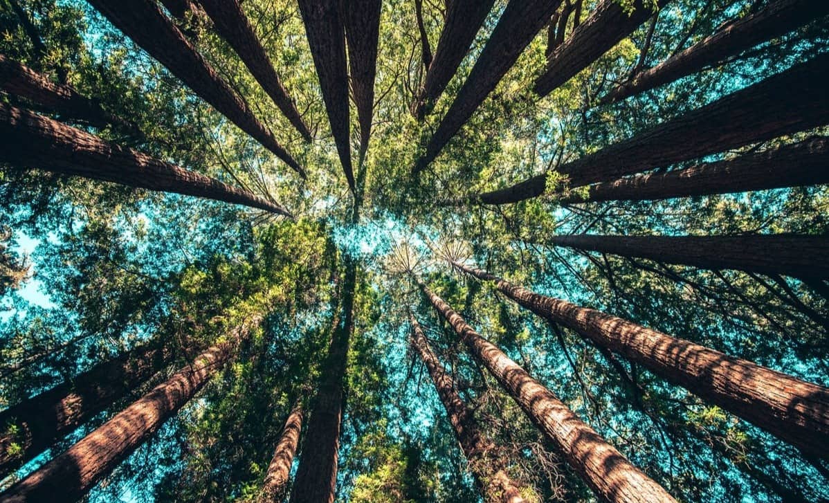 low angle photography of trees at daytime