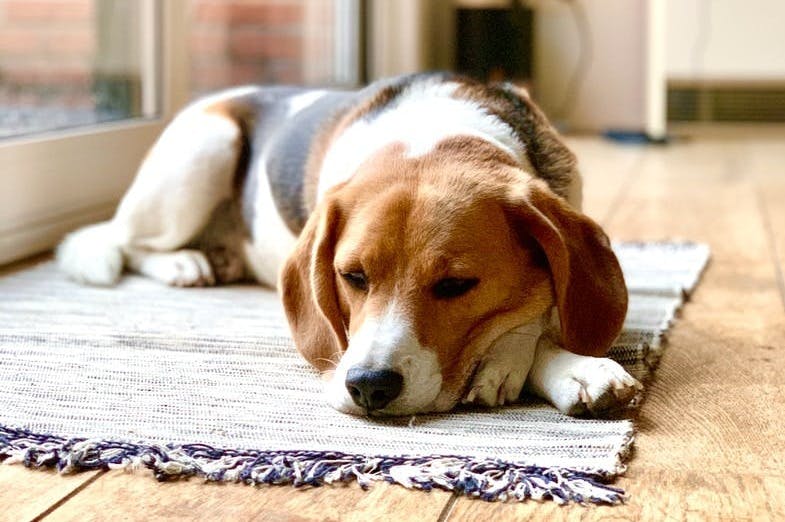 tricolor beagle lying on area rug