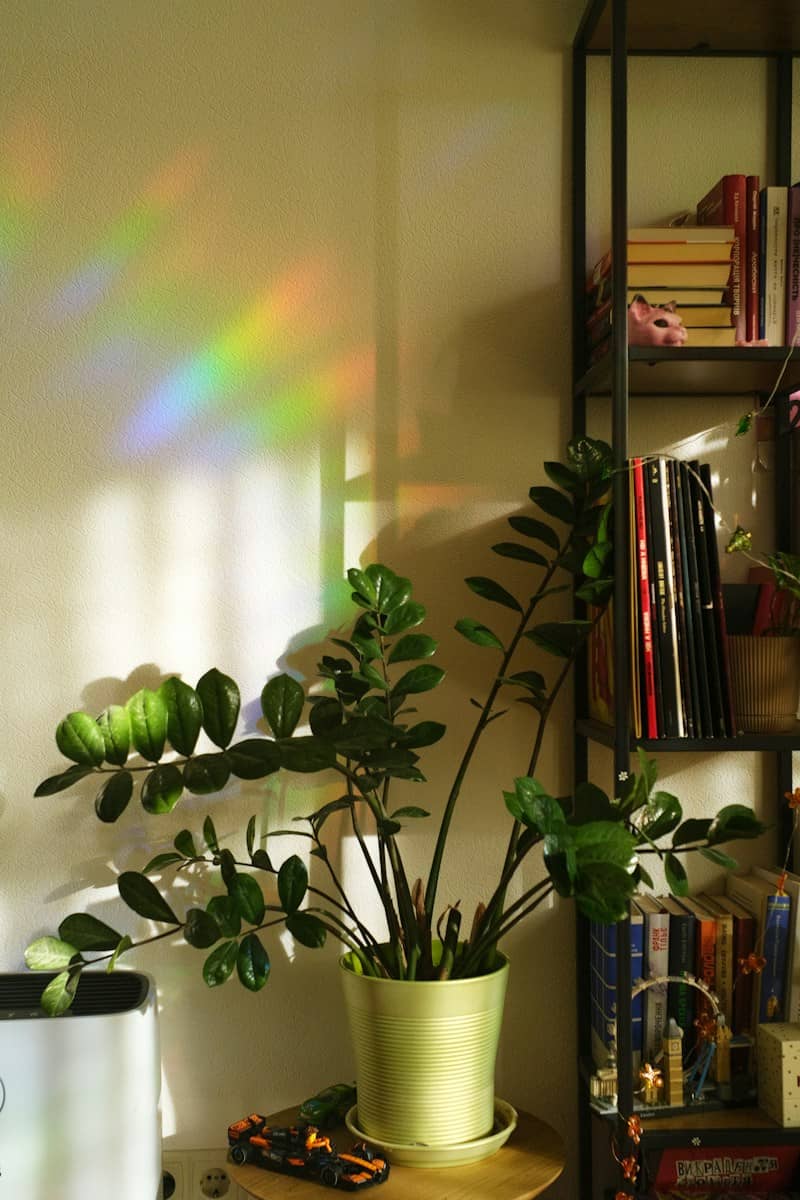 Houseplant with rainbow light reflections on wall.