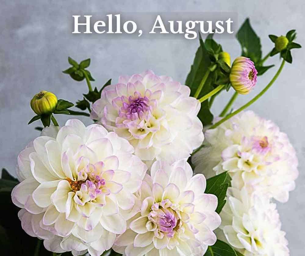 Soft pink dahlias with text overlay: Hello, August