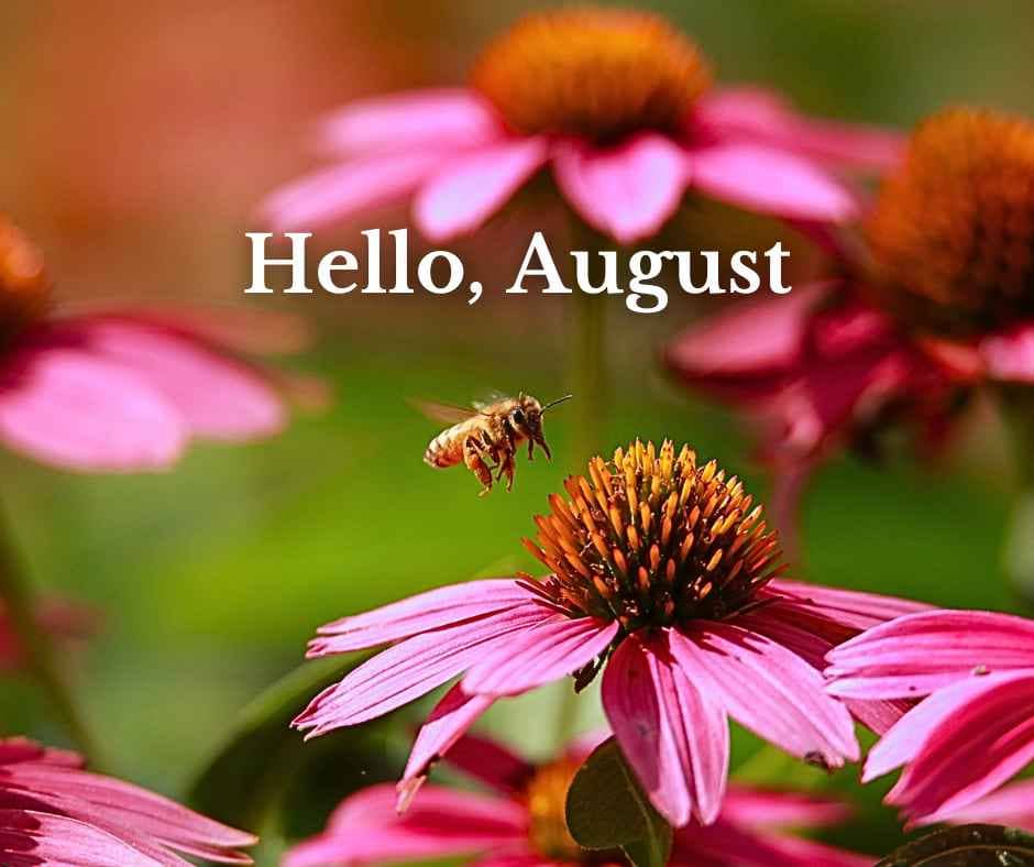 Hello, August text with wildflowers