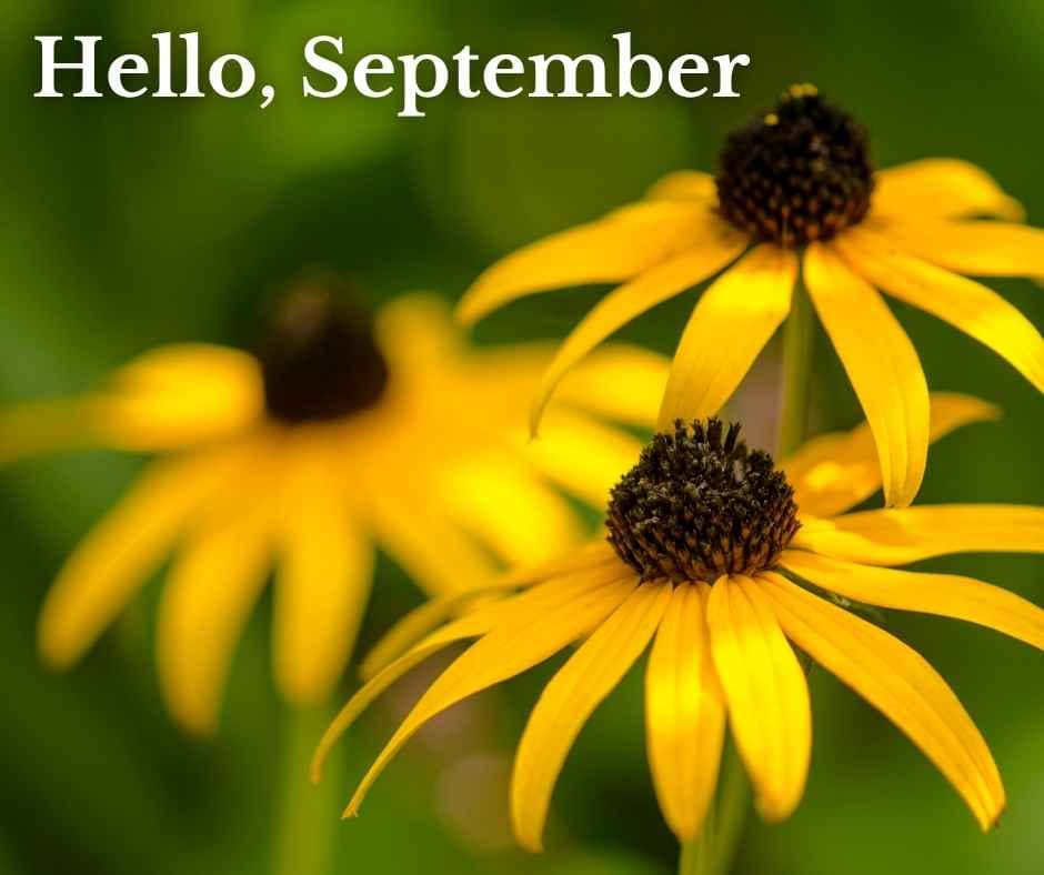 Close up of Black Eyed Susans flowers.
