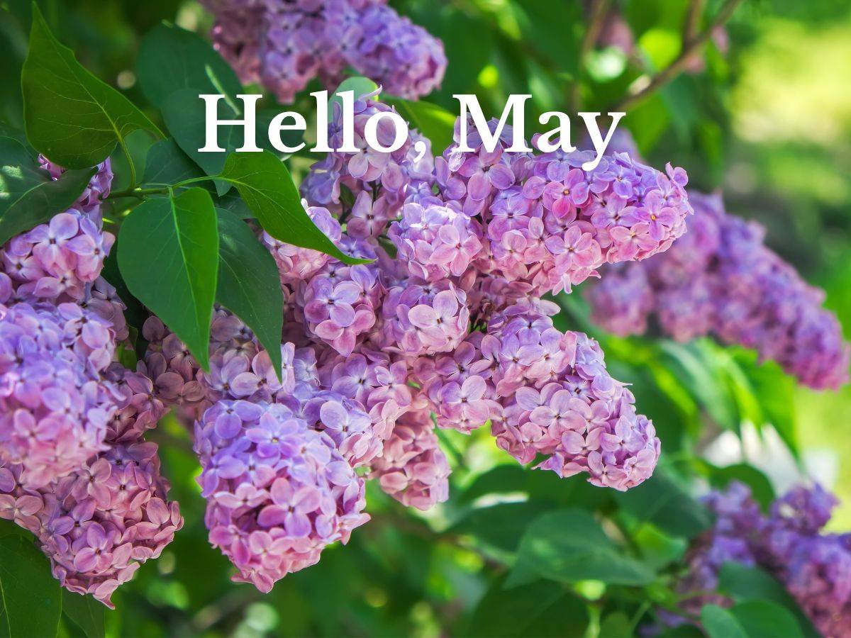 Lilac bushes and "Hello May"