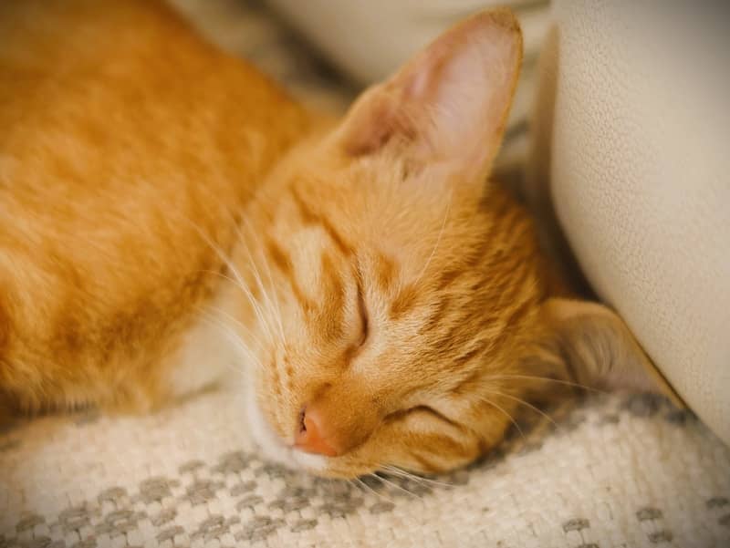 An orange tabby cat sleeps peacefully on a blanket.