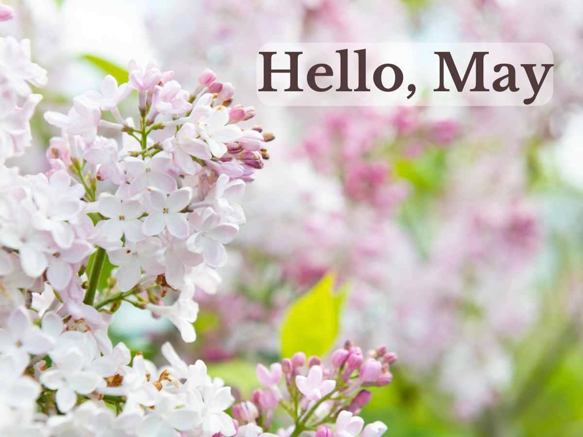 Lilac blossoms and "Hello May" as a text overlay.