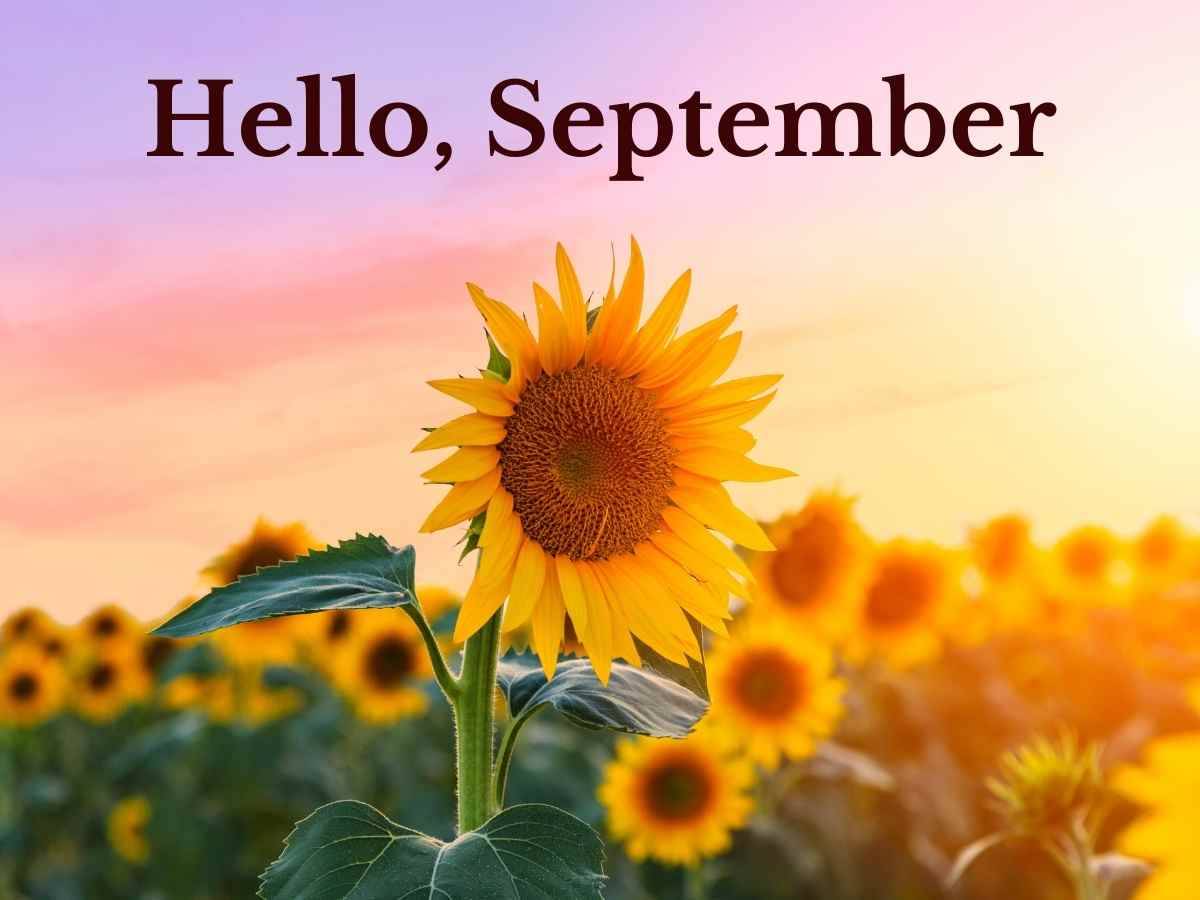 A field of sunflowers at sunrise.