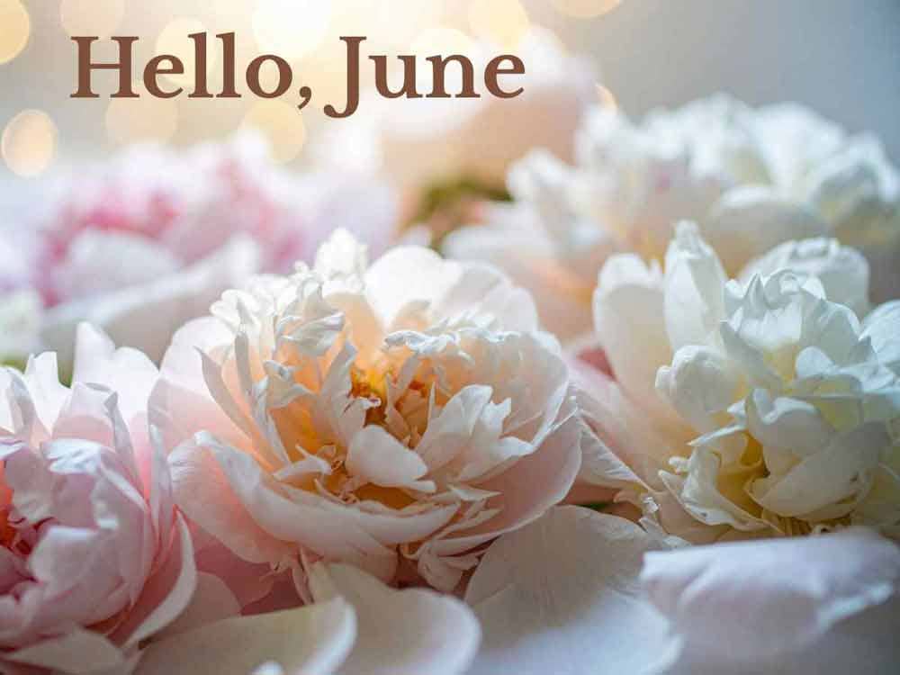 Pale pink peonies with text reading "Hello, June."