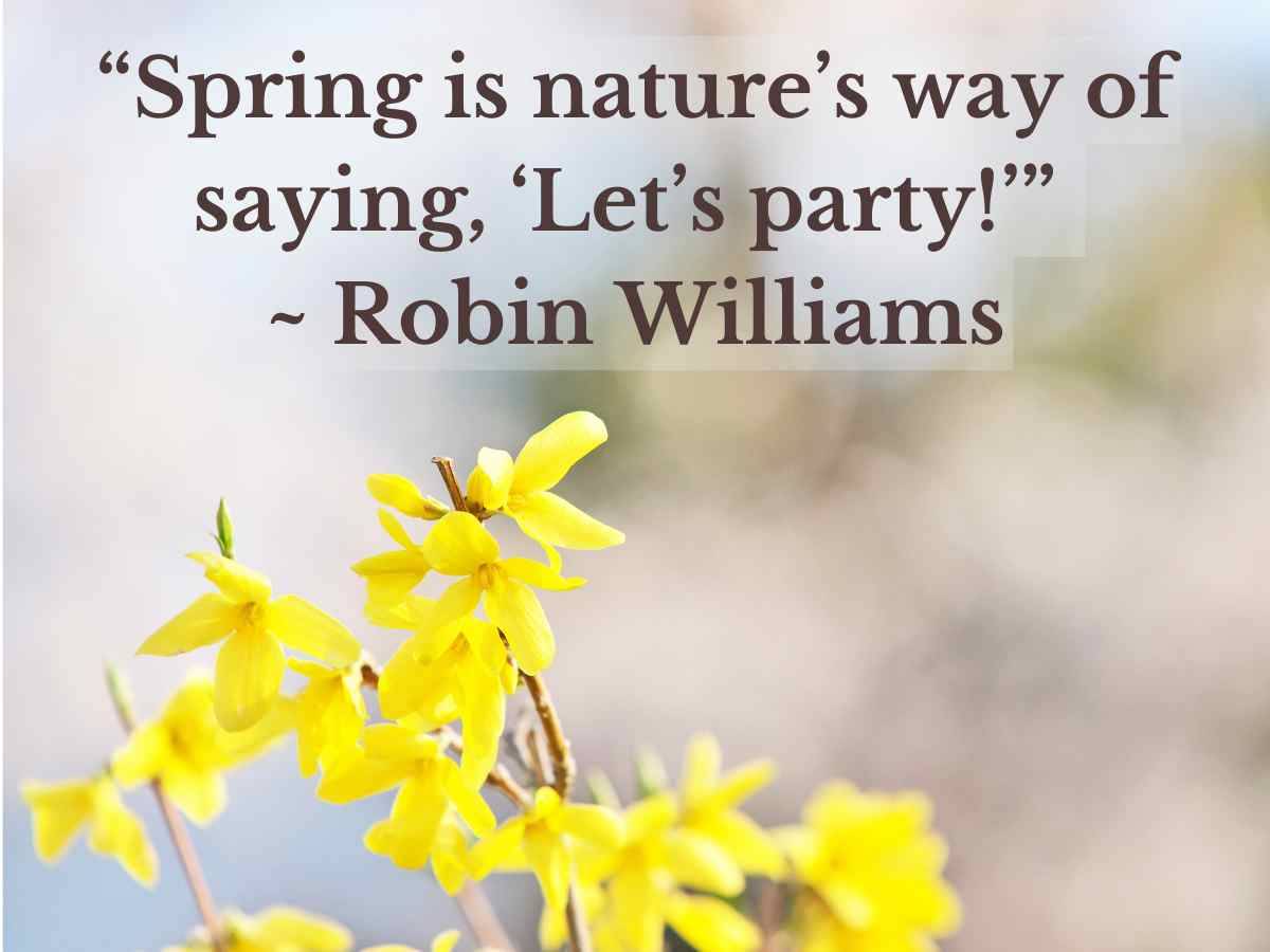 Blooming forsythia and Robin Williams quote.