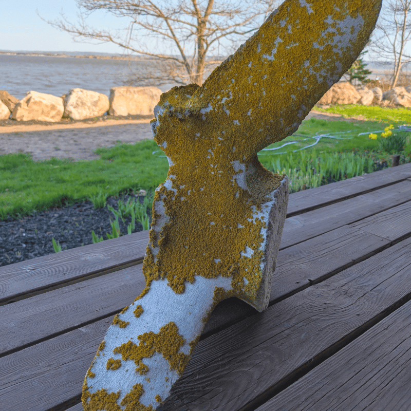 Close-up of green moss growing on a whale bone with the ocean in the background.
