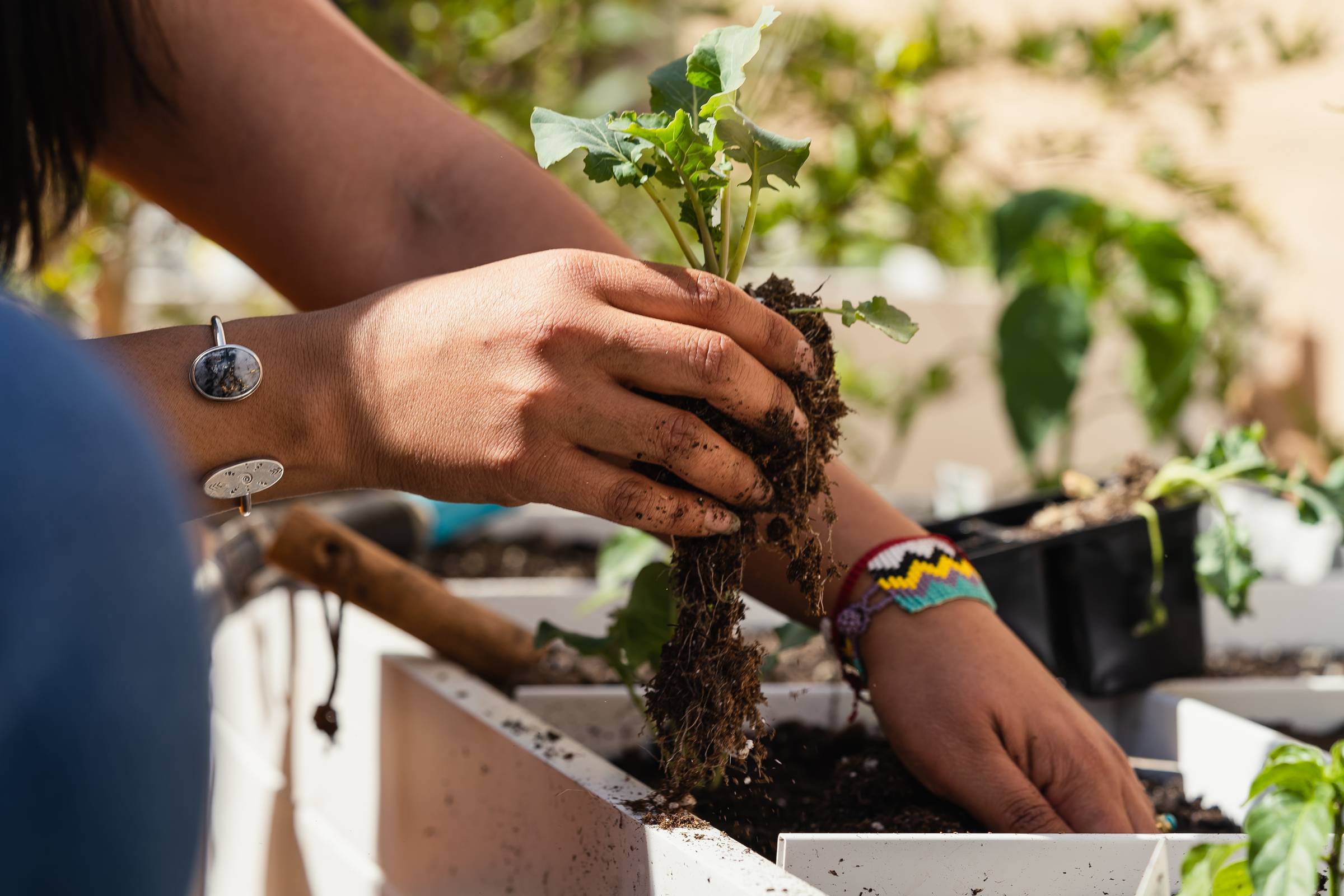 A closeup of someone tending to a small plant in a garden.