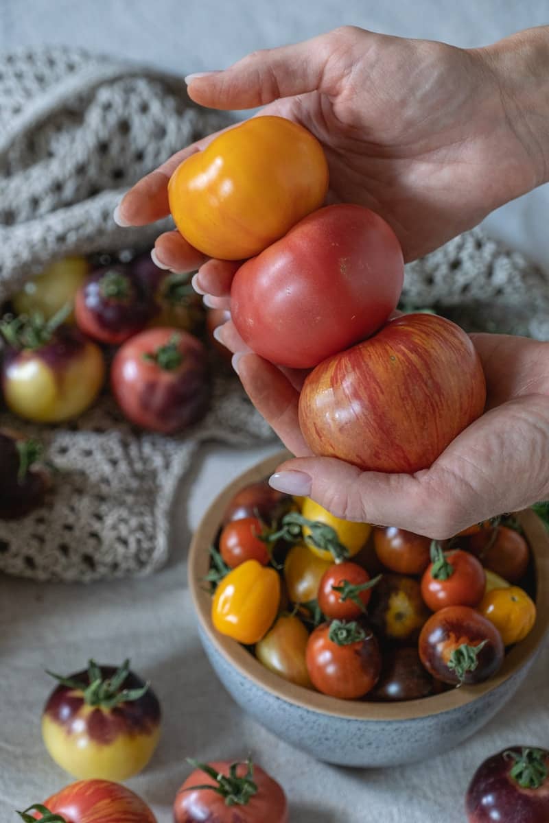 Hands holding tomatoes of various colors.