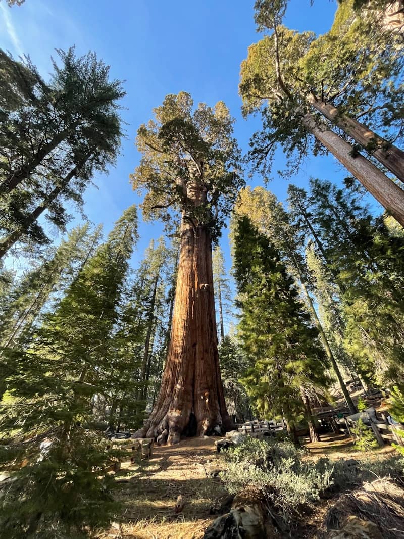 Majestic giant sequoia tree in a sunny forest.