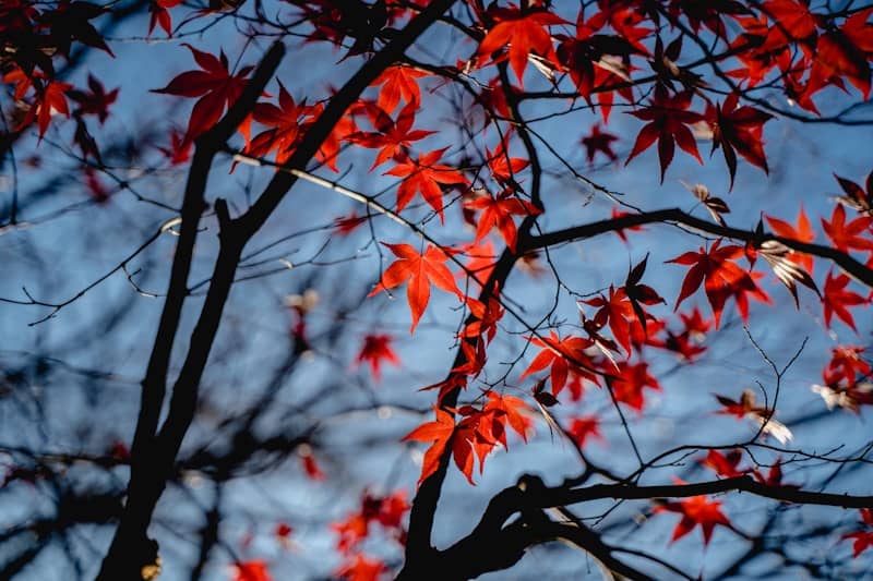 Red maple leaves against a blue sky.