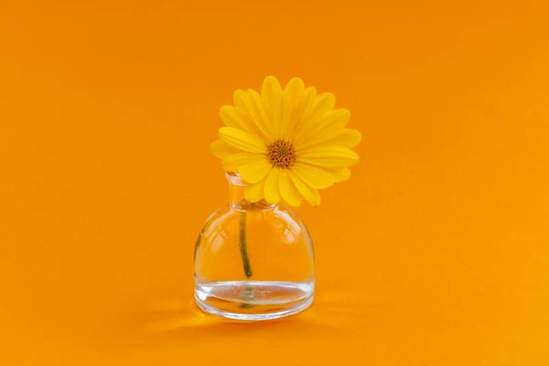 Yellow flower in clear vase against vibrant orange background.