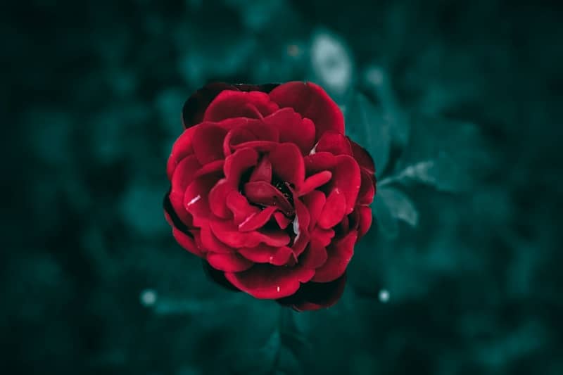 A vibrant red rose blooming against a dark background.