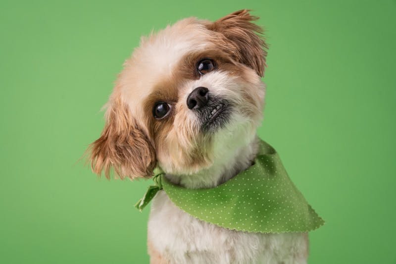 A small dog with a green bandana around its neck