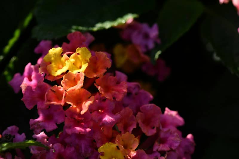 Clusters of small pink, orange, and yellow lantana flowers in dappled sunlight