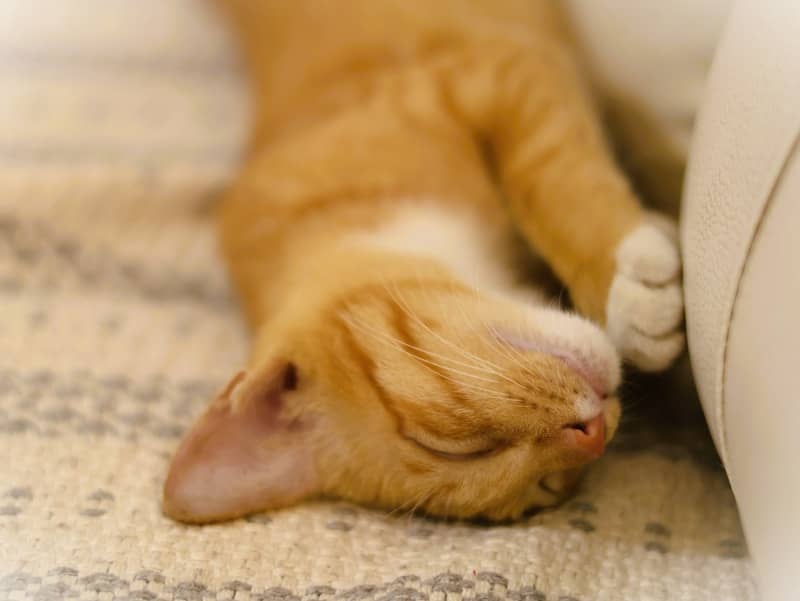 An orange tabby cat sleeps peacefully on a rug.