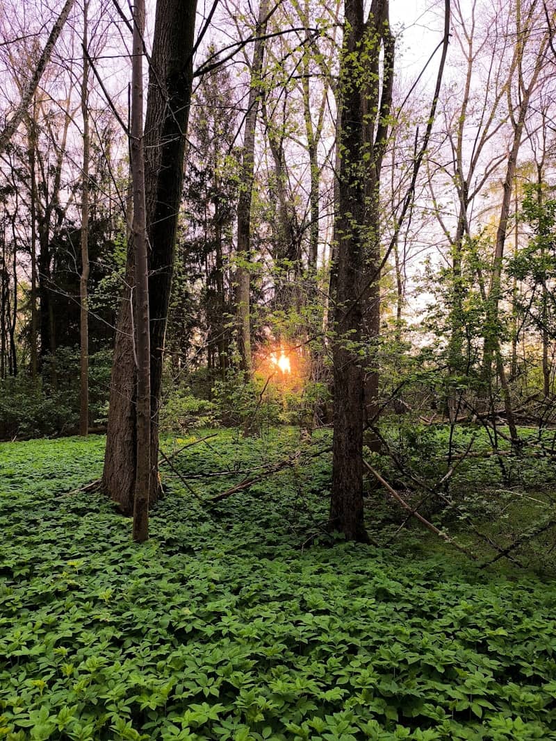 Sunrise peeks through trees over a carpet of green.