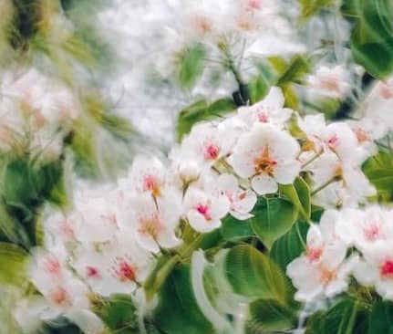 Flowers blooming on a tree branch.