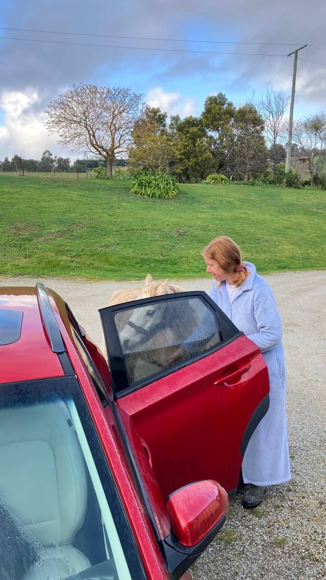 pony, spouse and car