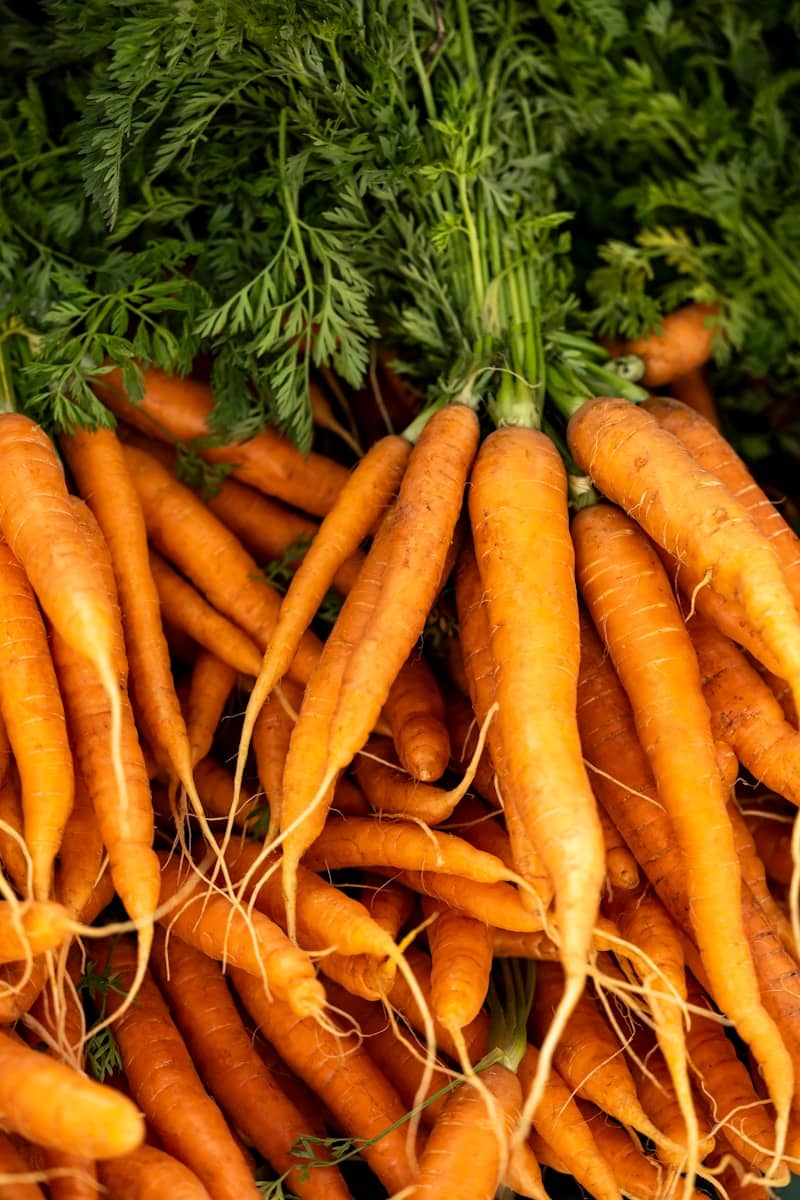 Fresh carrots with their green tops are piled.