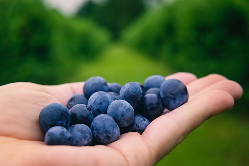 person holding blue round fruits