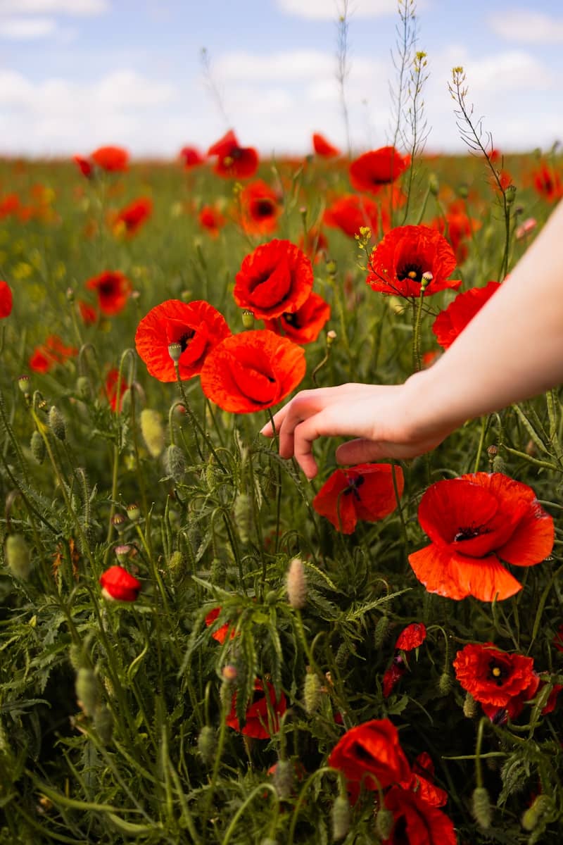 Hand reaching for brilliant red poppies in a sunny field.