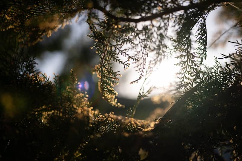 Sunlight filters through pine tree branches on a bright day.