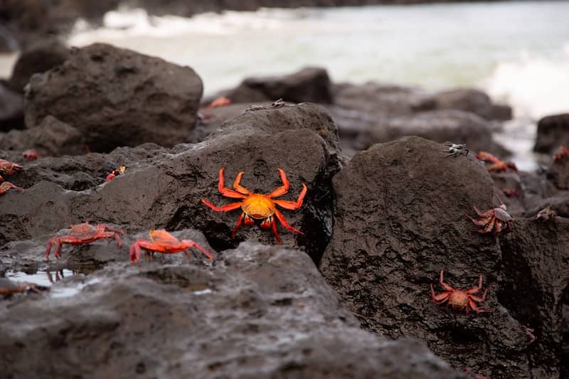 Crabs cluster on dark rocks near the ocean.
