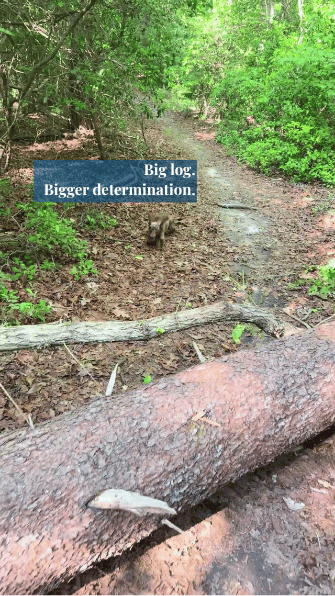 Jumping a log