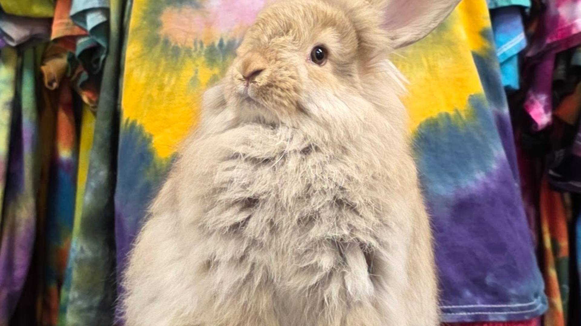 Chocolate Agouti Giant Angora