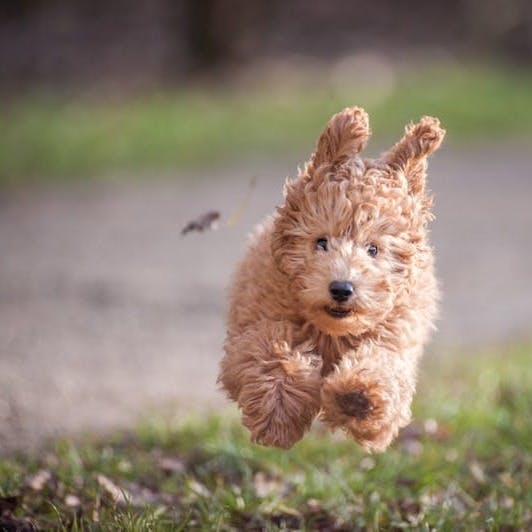 dog jumping on grasses