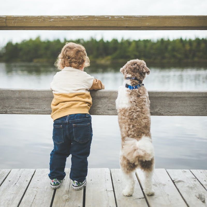 a little boy and a dog standing on a dock