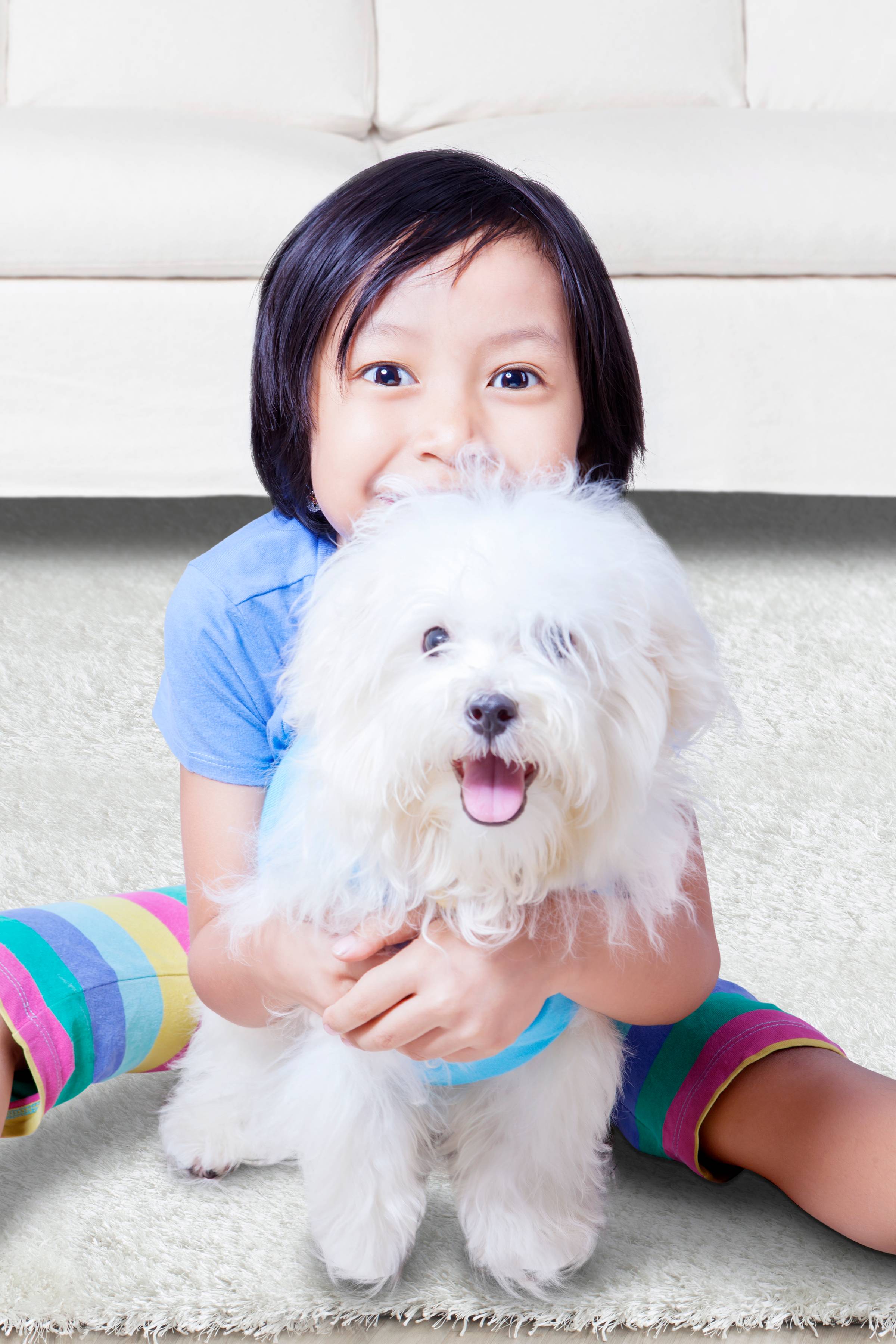 white and black short coated dog lying on brown wooden floor