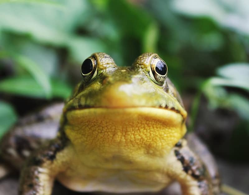 closeup photography of a frog