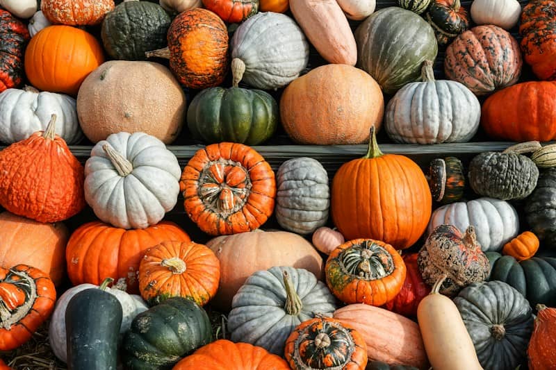 A large collection of assorted pumpkins and gourds in various colors and shapes