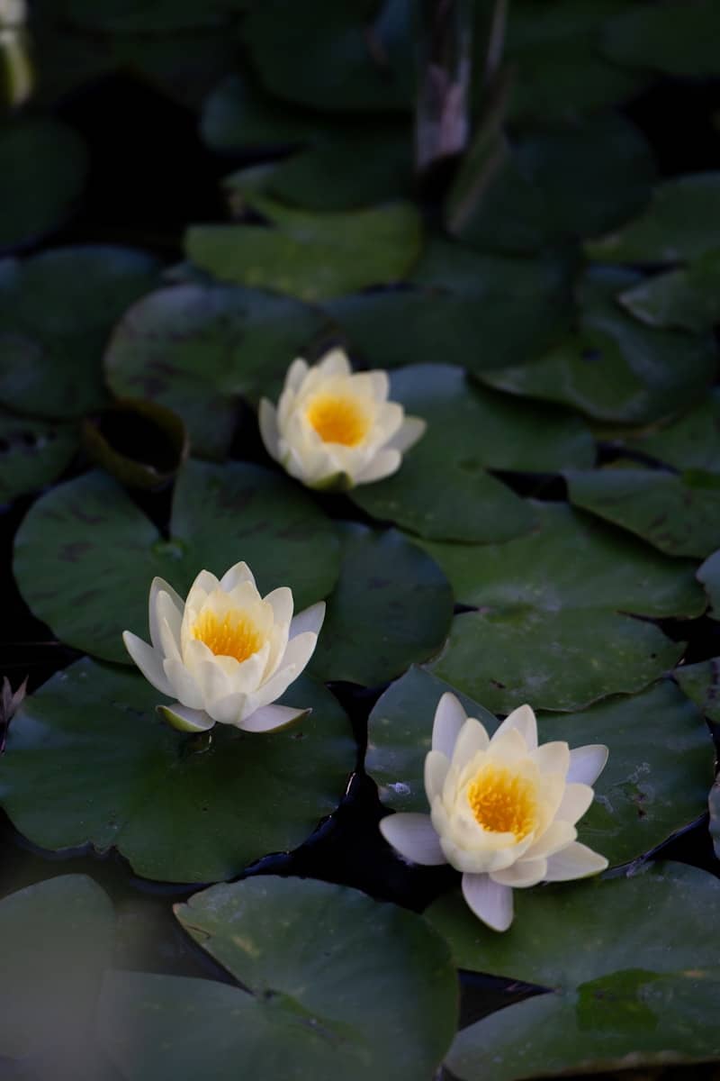 Three white water lilies floating on dark green lily pads.