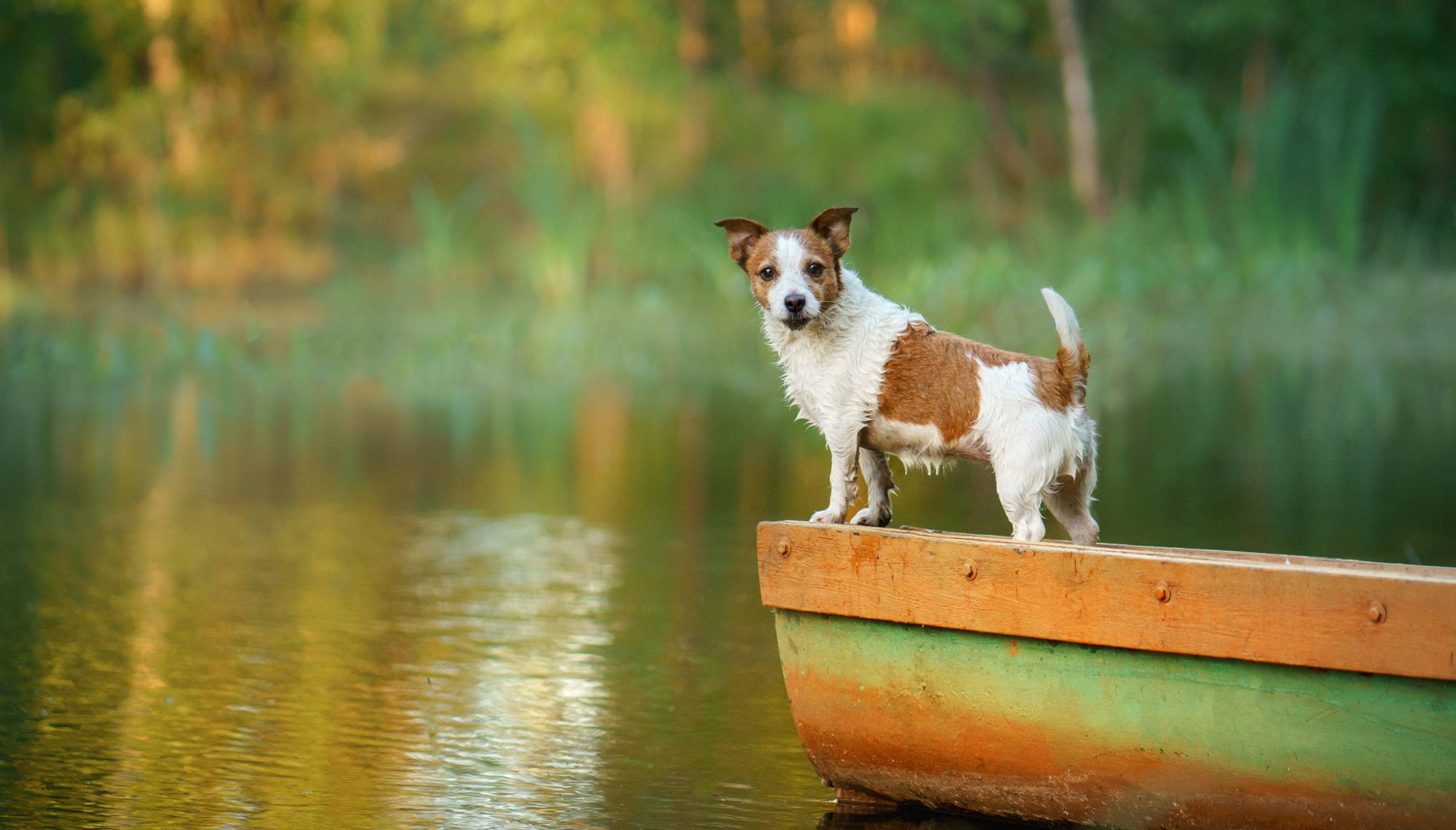 Diy insect 2024 repellent for dogs