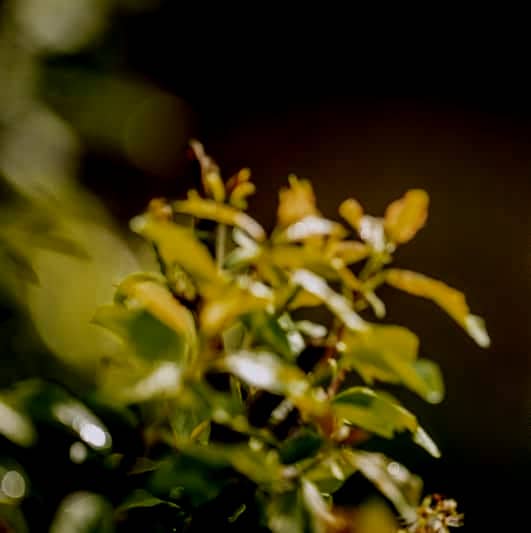 A blue tit perched on a flowering branch