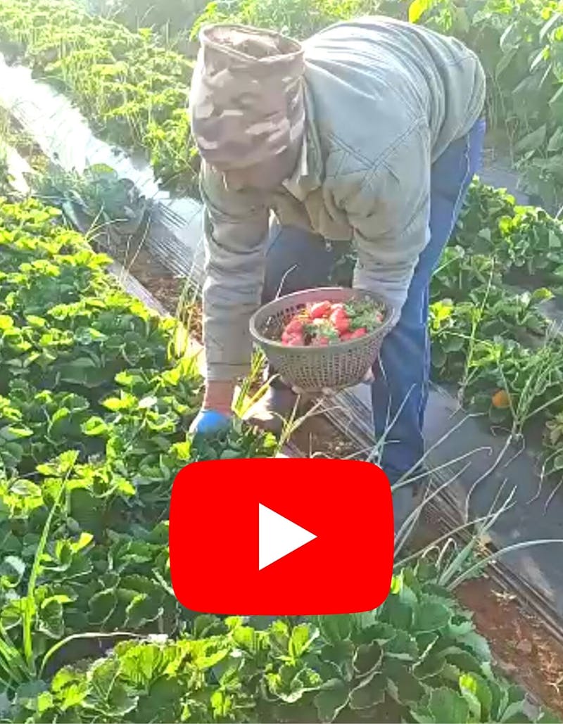 Harvesting Activity by Farmer