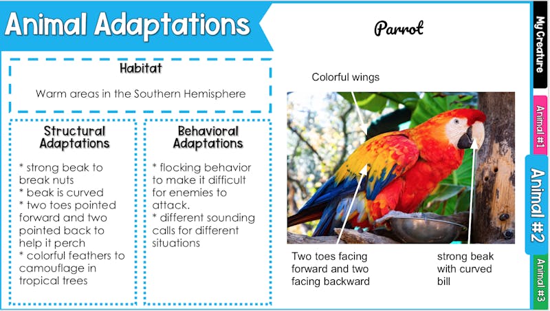 Create-a-Creature: Animal Adaptations | Teaching in Room 6