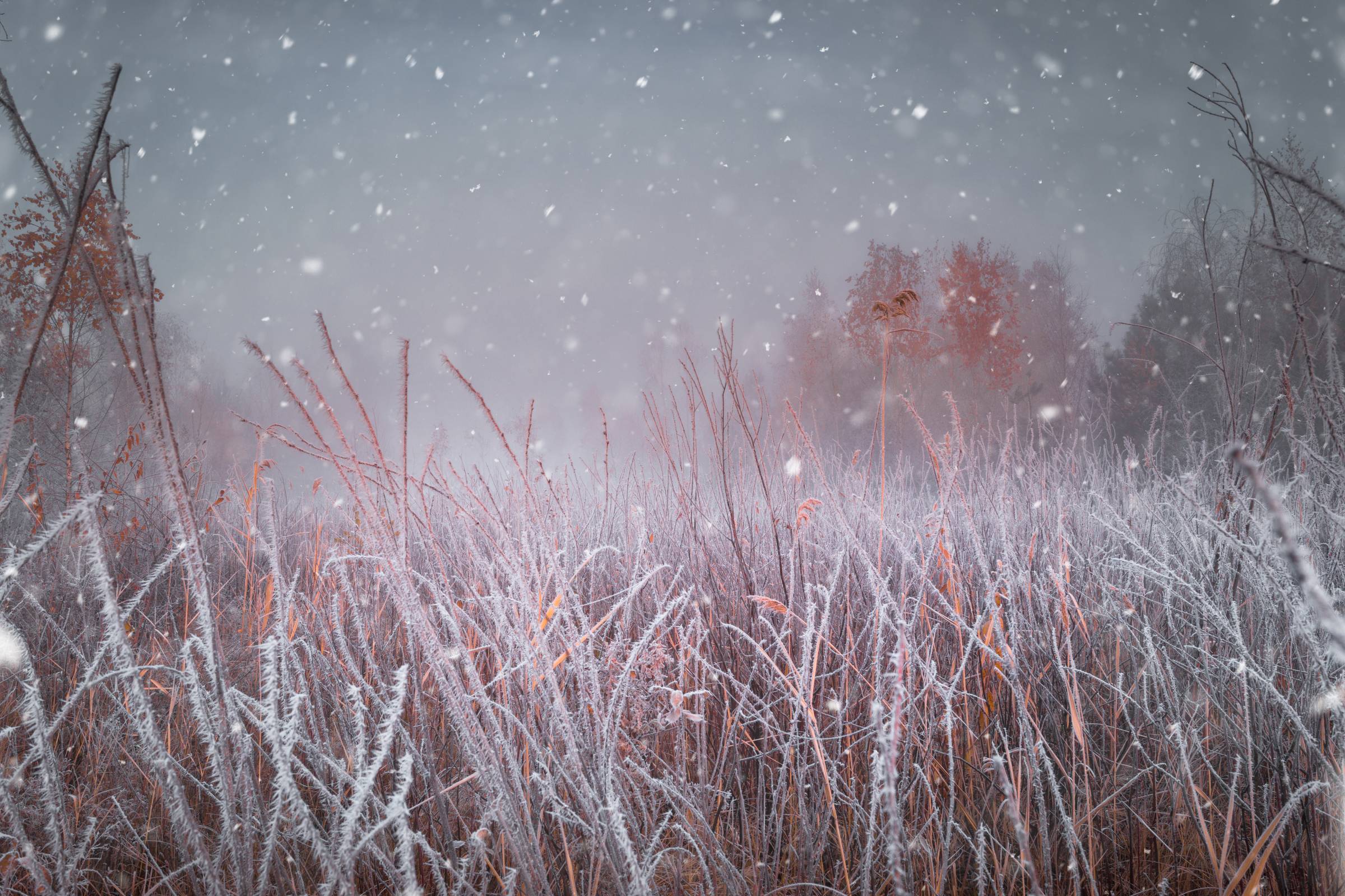 Yule Advent Calendar