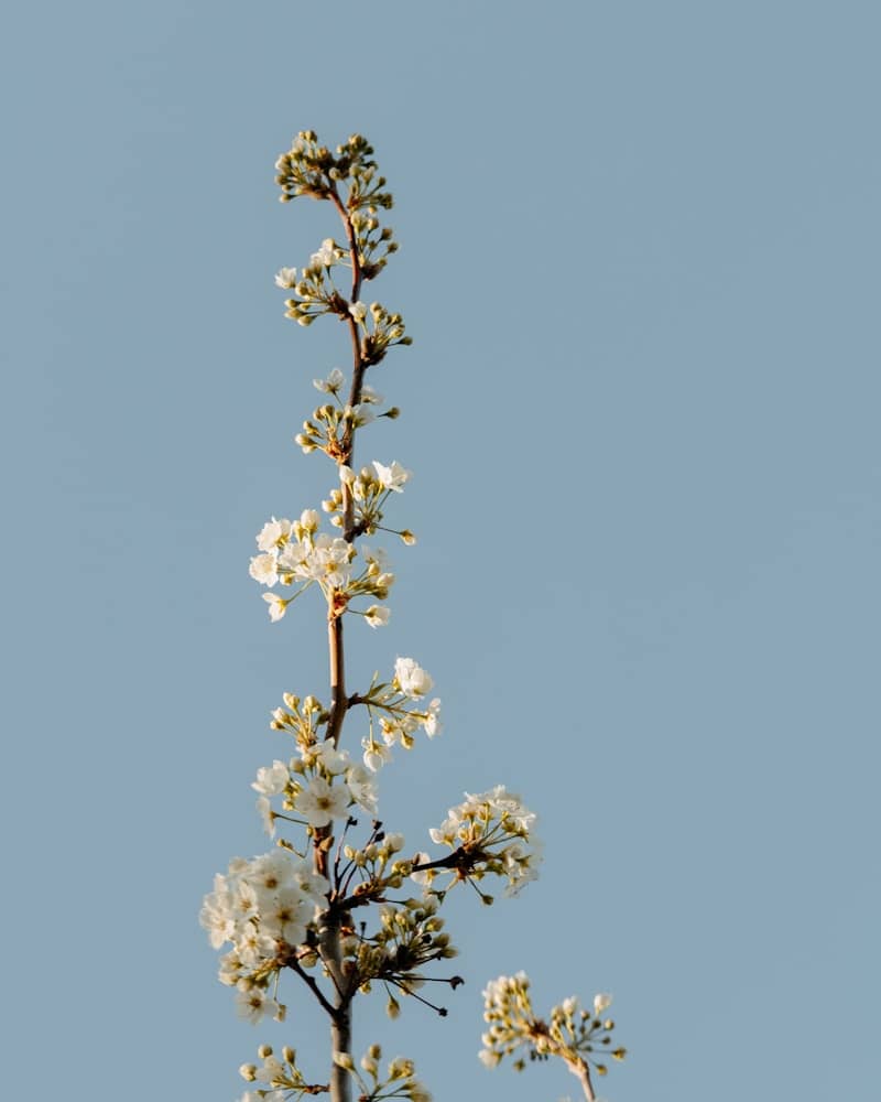 A blooming branch reaches towards the blue sky.